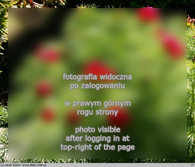 Paeonia tenuifolia (piwonia delikatna)