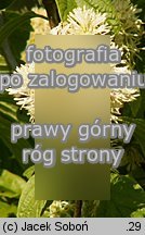 Fothergilla gardenii (fotergilla Gardena)