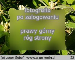 Lonicera caerulea (wiciokrzew siny)