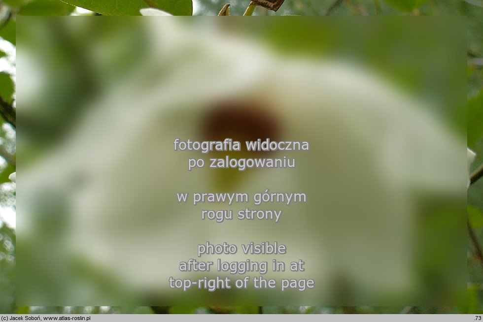 Magnolia sinensis (magnolia chińska)