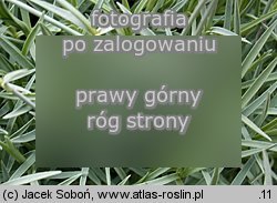 Dianthus alpinus (goździk alpejski)