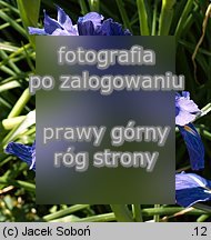 Iris ×hollandica (kosaciec holenderski)