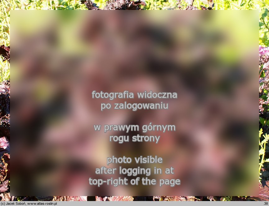 Perilla frutescens (pachnotka półkrzewiasta)