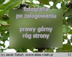 Aronia ×prunifolia (aronia śliwolistna)
