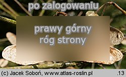 Acer griseum (klon strzÄ™piastokory)