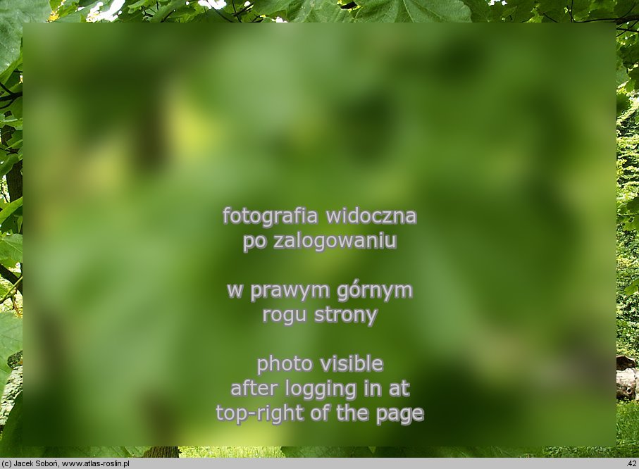 Acer opalus ssp. obtusatum (klon wÅ‚oski tÄ™polistny)