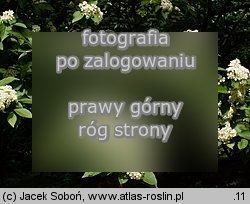 Photinia villosa (głogownik kosmaty)