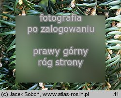 Torreya nucifera (czwórczak orzechowy)