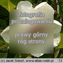 Magnolia sieboldii (magnolia Siebolda)