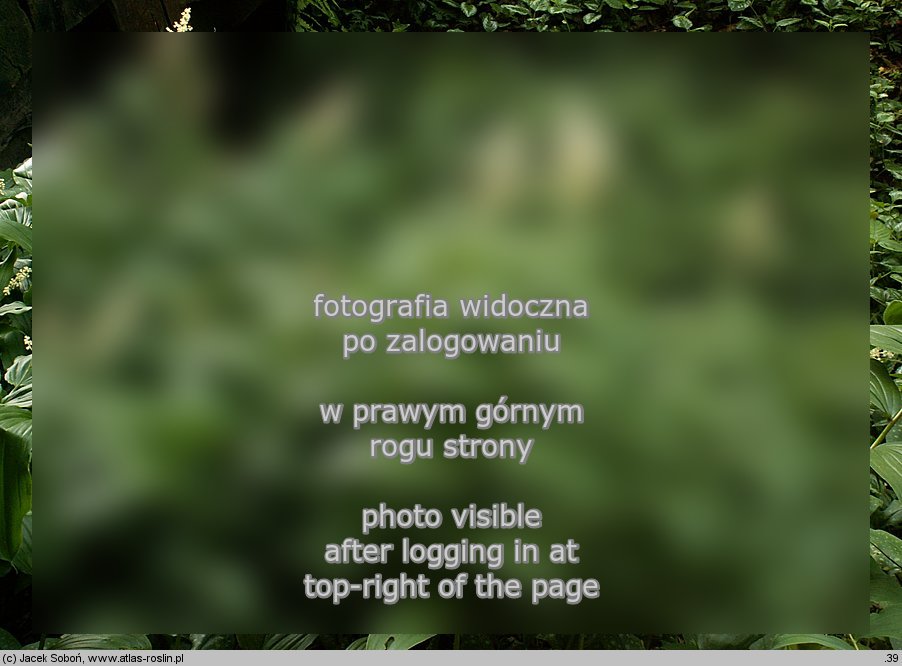 Smilacina racemosa (majÃ³wka groniasta)
