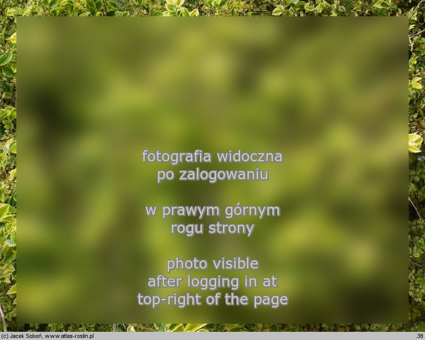 Ulmus parvifolia (wiąz drobnolistny)