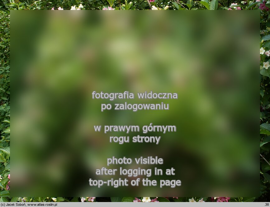 Weigela coraeensis (krzewuszka wielkokwiatowa)