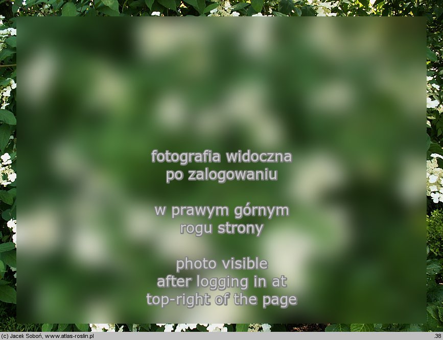 Hydrangea heteromalla (hortensja miękkowłosa)