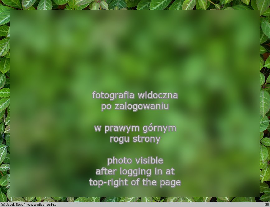 Parthenocissus henryana (winobluszcz domowy)
