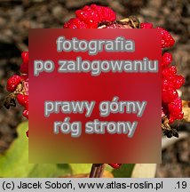 Paeonia mlokosewitschii (piwonia Młokosiewicza)