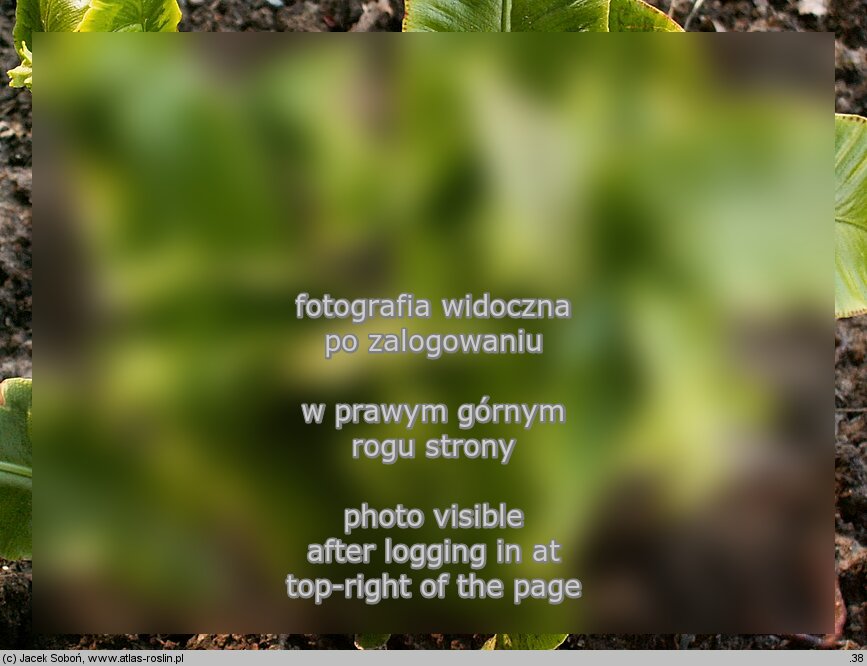 Phyllitis scolopendrium ‘Sagittata’