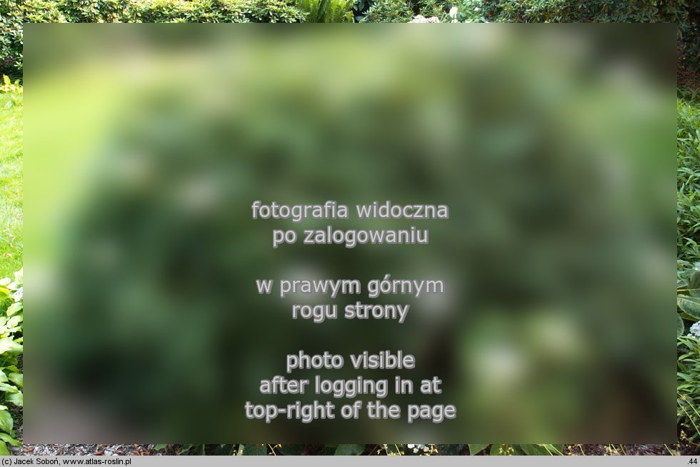 Hydrangea sargentiana (hortensja Sargenta)