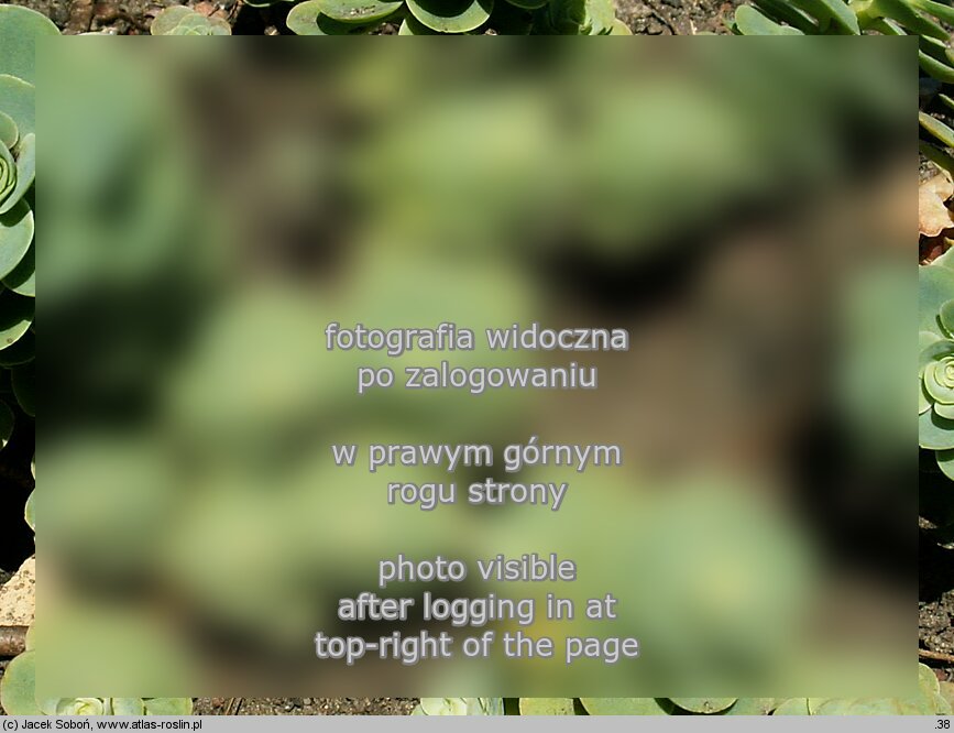 Hylotelephium anacampseros (rozchodnik lubczykowy)