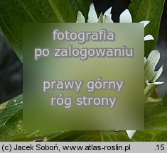 Gentiana triflora (goryczka trójkwiatowa)