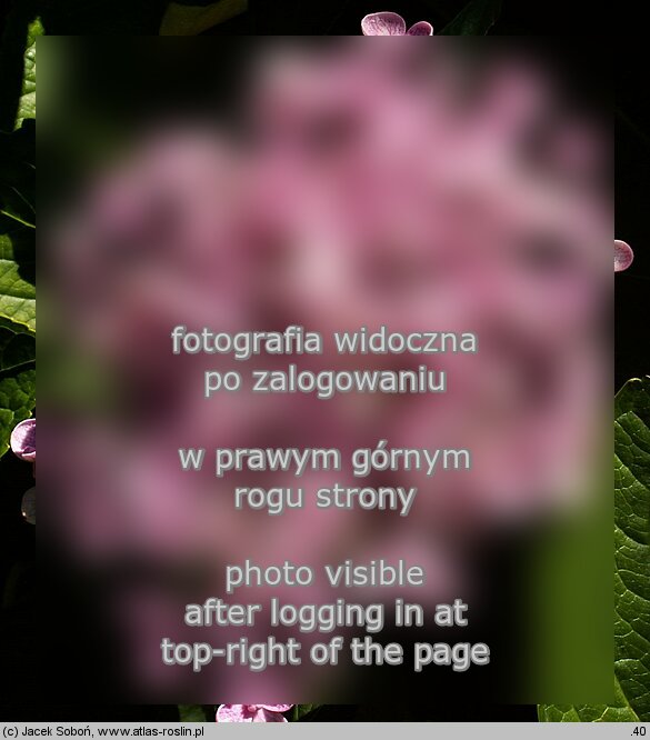 Hydrangea macrophylla ‘Ayesha’