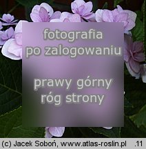 Hydrangea macrophylla ‘Jögasaki’