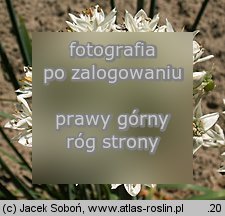 Allium tuberosum (czosnek bulwiasty)