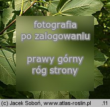 Acer opalus ssp. obtusatum (klon wÅ‚oski tÄ™polistny)
