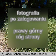 Allium senescens ssp. glaucum (czosnek sinawy)