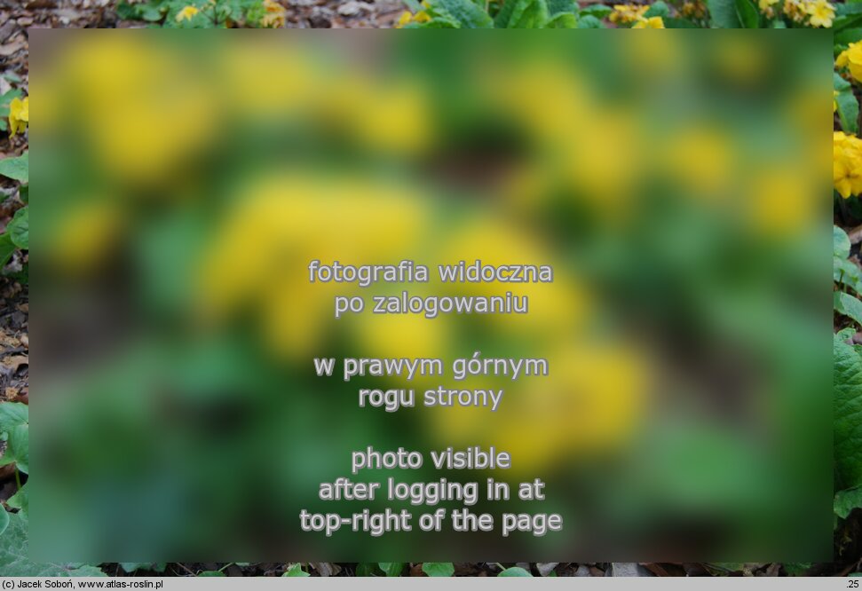 Primula ×polyantha ‘Crescendo Yellow’