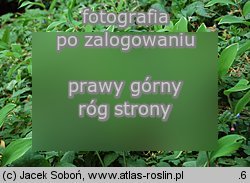Polygonatum falcatum (kokoryczka sierpowata)