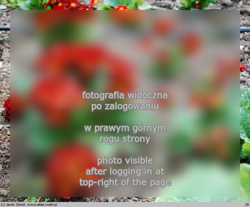 Primula Ã—polyantha (pierwiosnek ogrodowy)