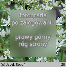 Saxifraga rotundifolia (skalnica okrągłolistna)