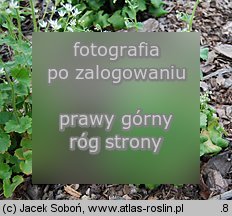 Saxifraga rotundifolia (skalnica okrągłolistna)