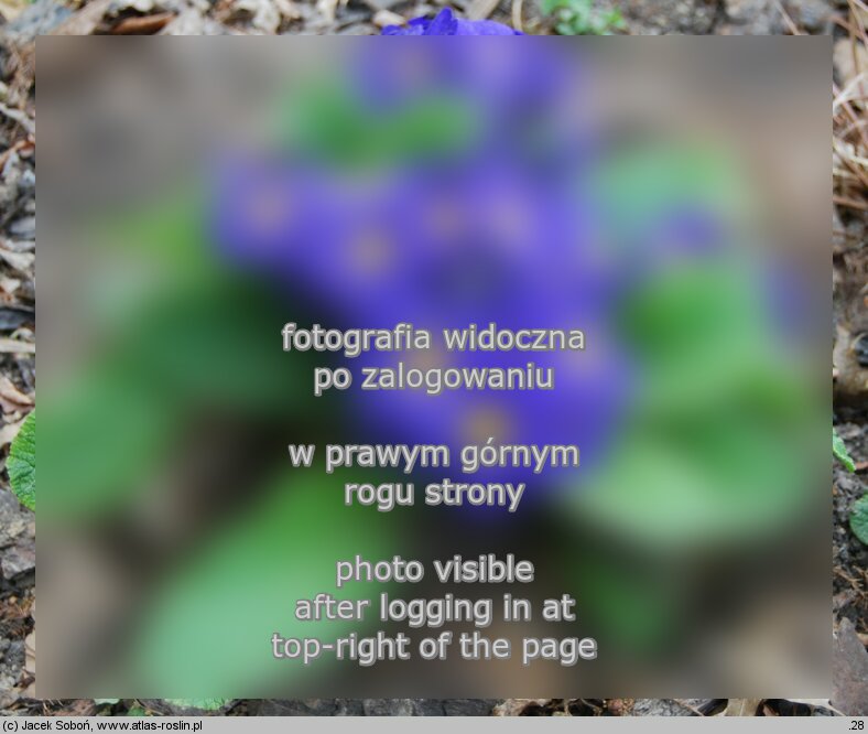 Primula ×polyantha ‘Crescendo Blue’