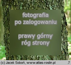 Sorbus torminalis (jarząb brekinia)