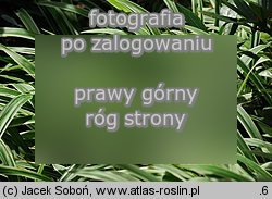 Carex siderosticta (turzyca rzędowa)