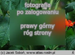 Tithonia rotundifolia (titonia okrÄ…gÅ‚olistna)