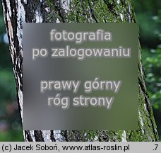 Pinus nigra (sosna czarna)