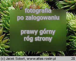 Sempervivum globiferum ssp. allionii (rojnik pospolity Allionego)