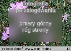 Dianthus nardiformis (goździk bliźniczkowaty)