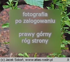 Achillea ageratifolia ssp. serbica (krwawnik żeniszkolistny serbski)