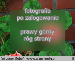 pelargonia pasiasta (Pelargonium zonale hort.)