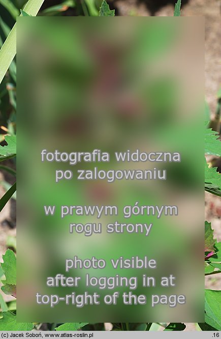 Chenopodium giganteum (komosa olbrzymia)