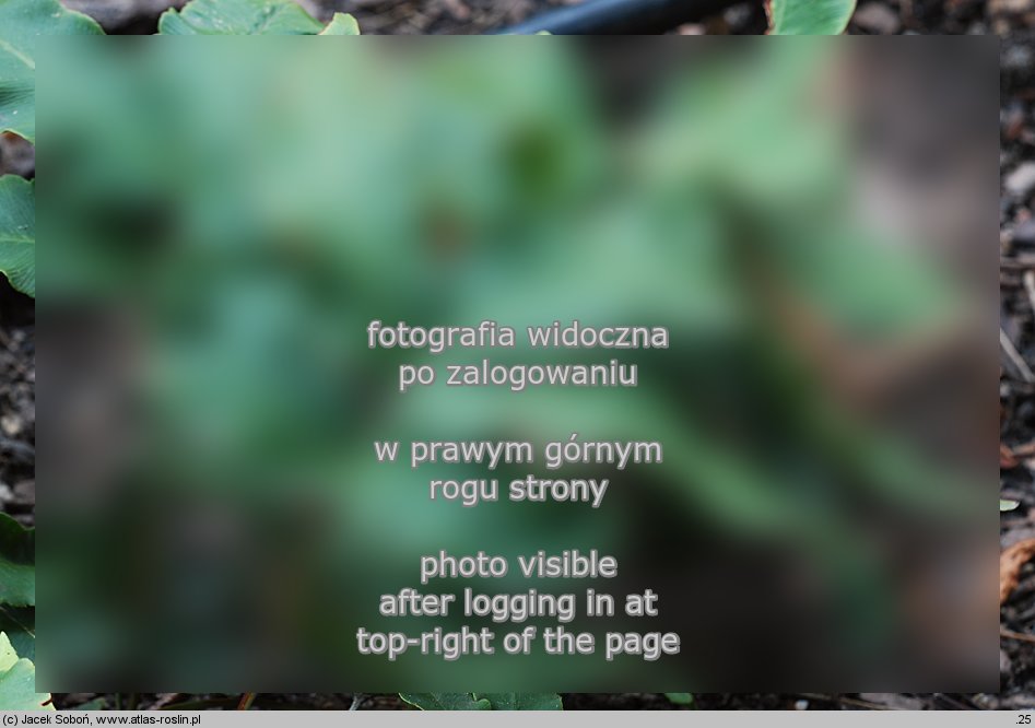 Dryopteris sieboldii (nerecznica Siebolda)