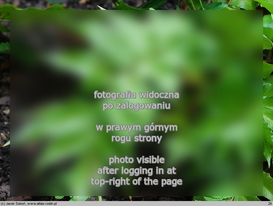Polystichum falcatum (paprotnik sierpowaty)