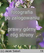 Linaria purpurea (lnica purpurowa)
