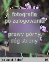 Allium coloratum (czosnek nadobny)