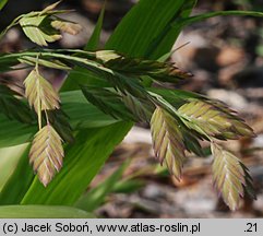 Chasmanthium latifolium (obiedka szerokolistna)