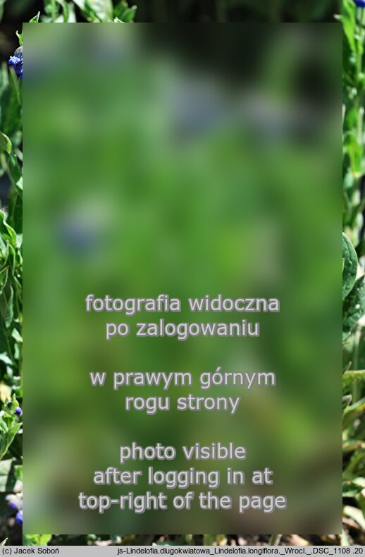 Lindelofia longiflora (lindelofia długokwiatowa)