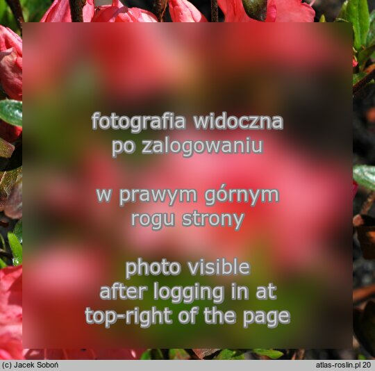 Rhododendron-Azalea ‘Blaauw's Pink’